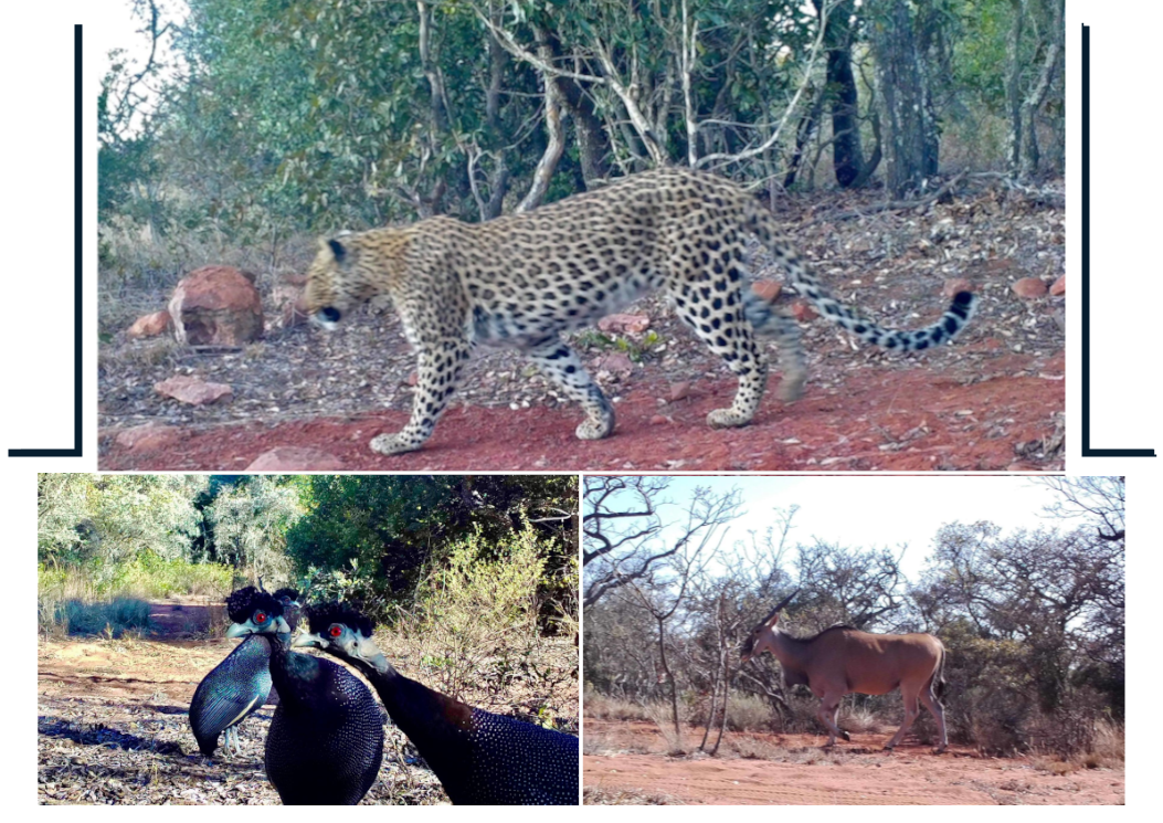 Limpopo Campsite wildlife